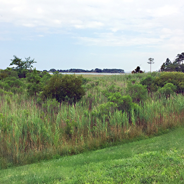 wetlands